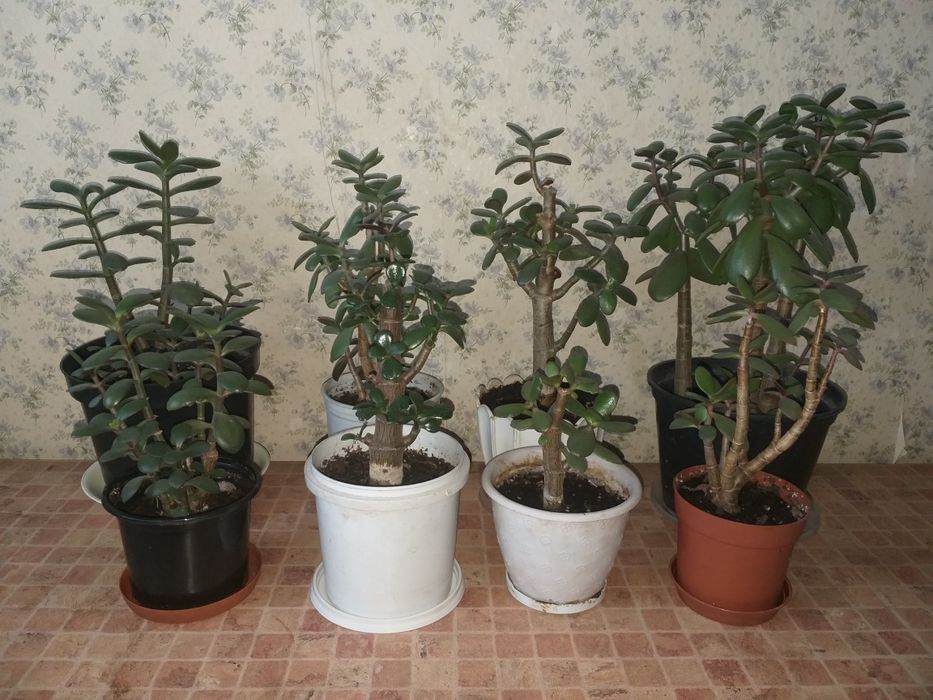 Денежное дерево. Толстянка. Крассула. Грошове дерево.