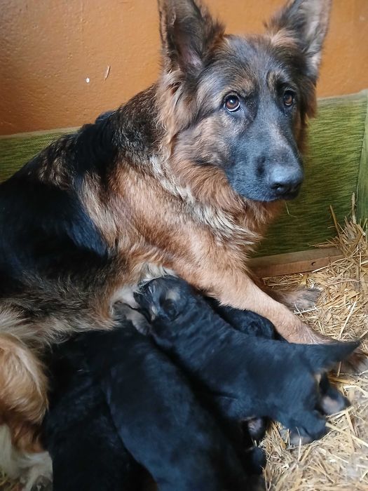 Owczarek Niemiecki Busko -Zdrój Szczeniak