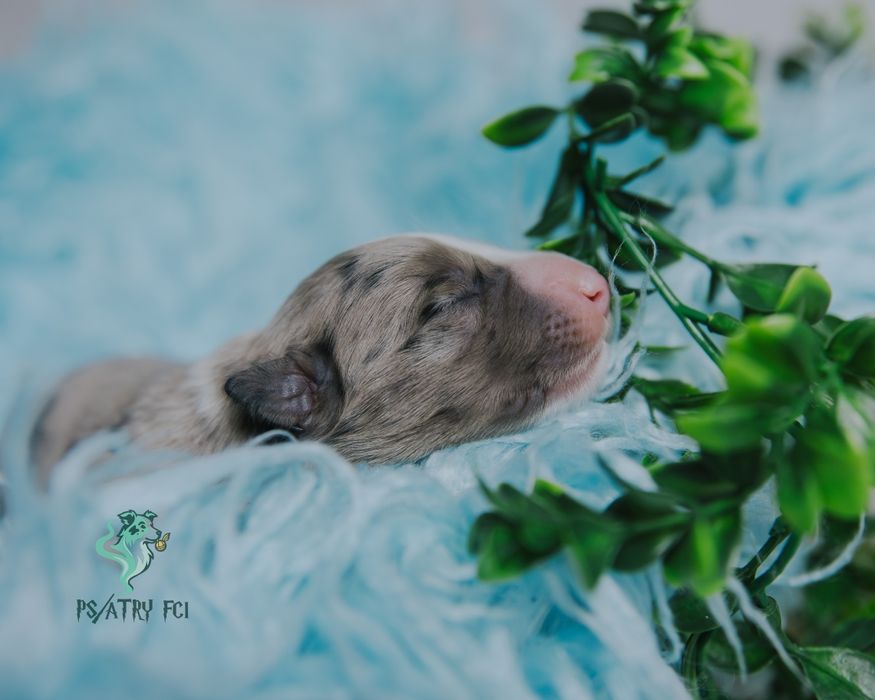Psiatry FCI Border Collie blue merle chłopiec