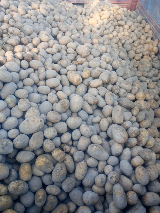 Ziemniaki  Ekologiczne BIO z Certyfikatem