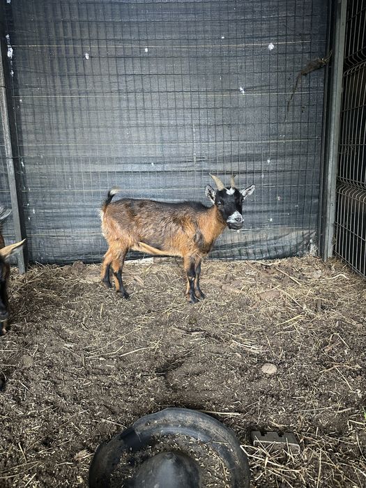 Vendo cabrita anã femea (3 anos) . Aceito troca por macho.
