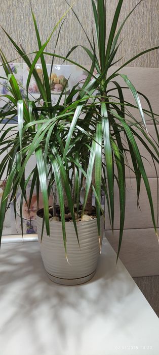 Драцена  в горшику