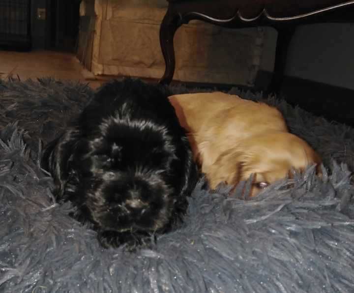 Cocker Spaniel Angielski - rodowód ZKwp -czarny piesek