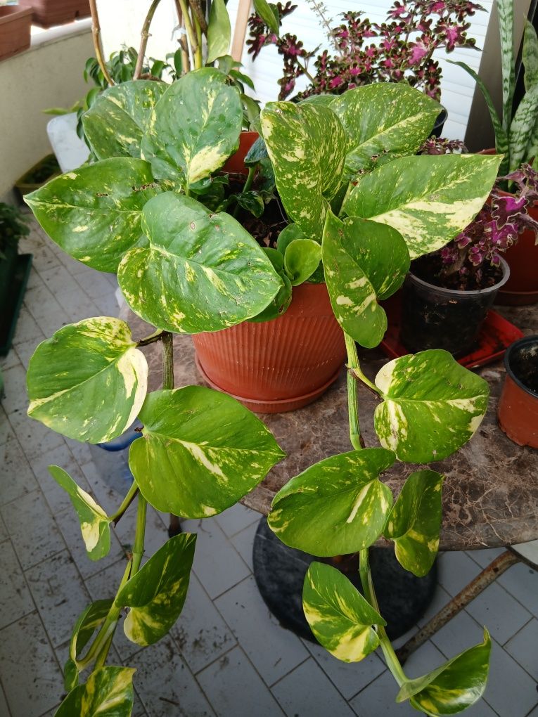 Plantas de interior e exterior