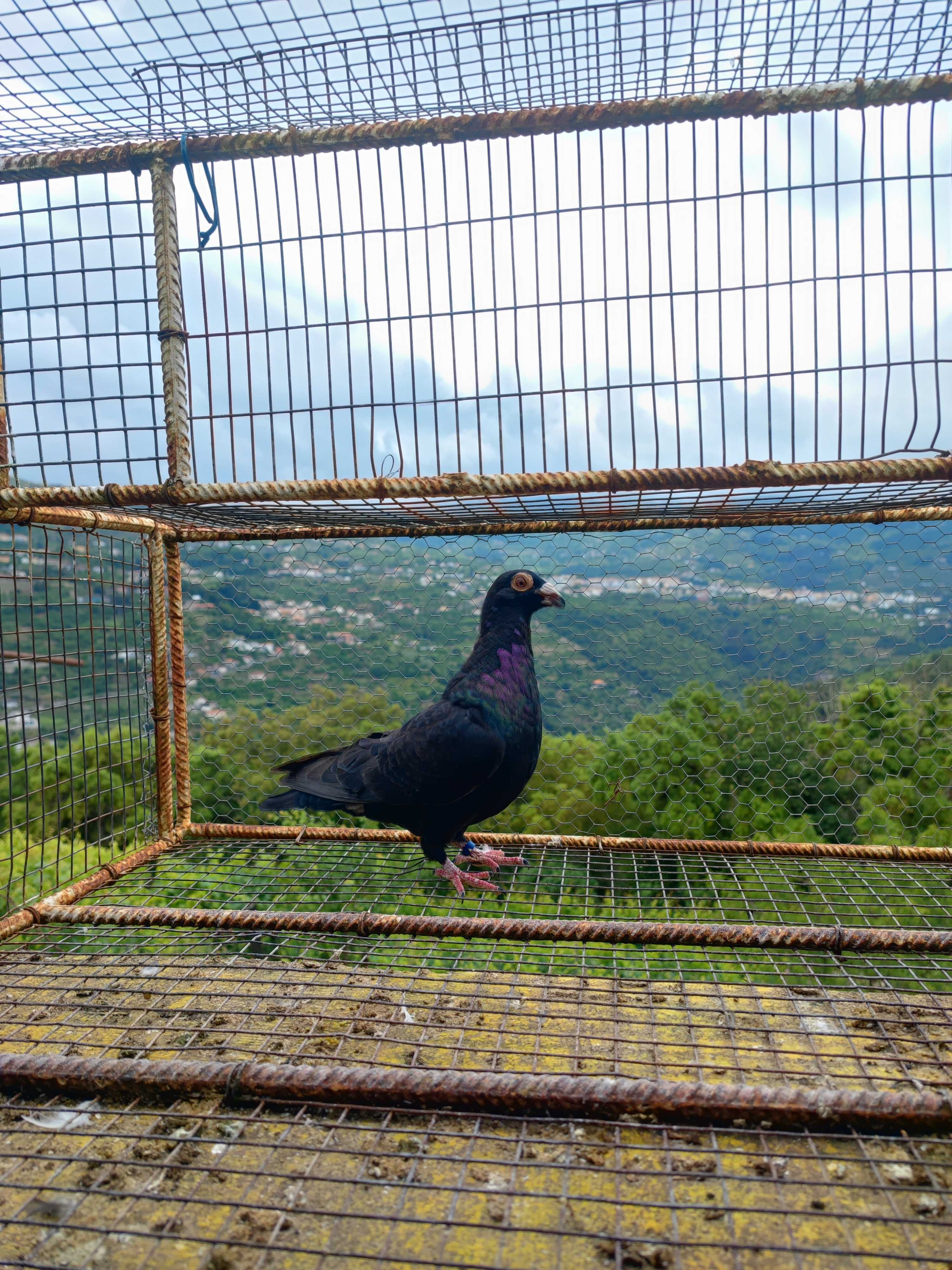 Pombo correio linha antiga