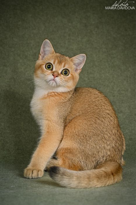 Золотая шиншила шотландец мальчик 4 месяца