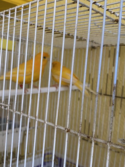 Casal de canarios