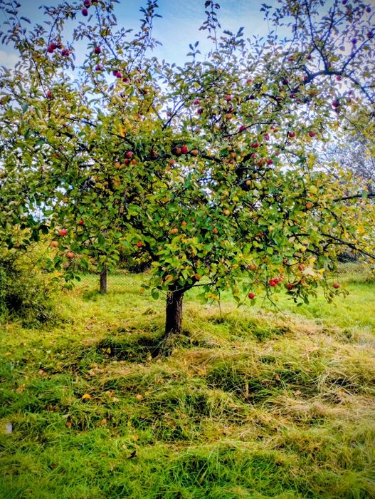 Dwie działki ogrodowe ROD z widokiem na łąkę