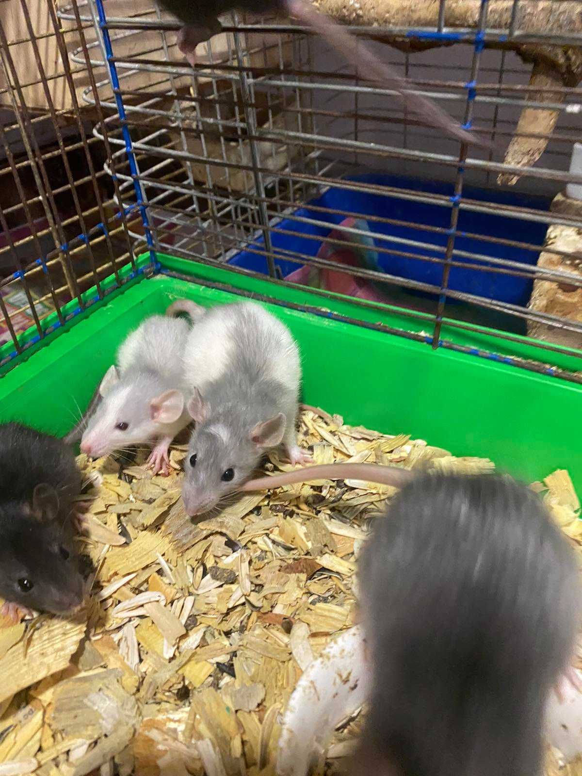 Крысята дамбо и стандарт, декоративные домашние крыски