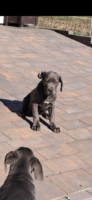 Cane corso Italiano rodowód 6 pokoleń