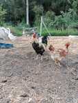 Vendo galo macho