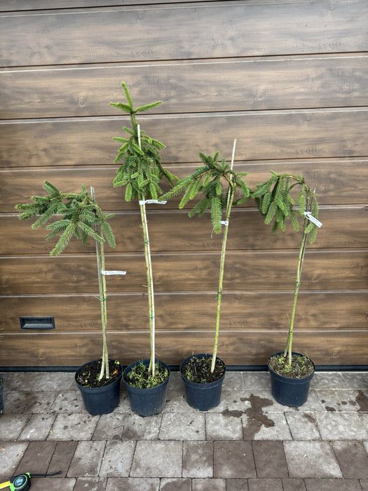 Ялиця Icebreaker (abies), ялина (picea) Glauca Globosa Inversa Tenas