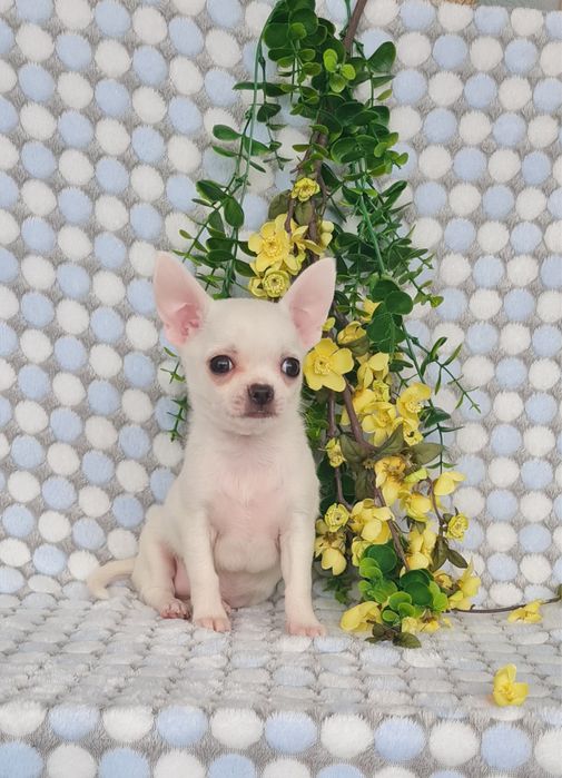 Excecional mini menino Chihuahua/chihuahua de Qualidade