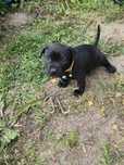 Szczenie American Pit Bull terrier