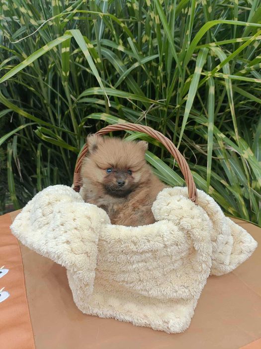 Wzorcowa suczka Małego Szpica Nemieckiego rodzice FCI