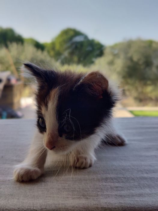 OFERTA. 3 gatinhos para oferecer 2x machos e uma fêmea