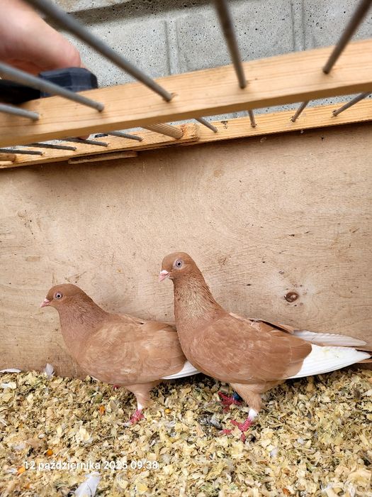 Gołębie budapeszty, deresze, ciaposze