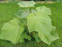 Sadzonki drzew tlenowych PAULOWNIA OXYTREE