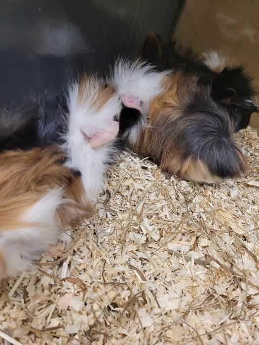 Świnka morska w sklep zoologiczny Pawik Rzeszów