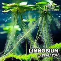 LIMNOBIUM LAEVIGATUM, Amazon frogbit – Planta aquática