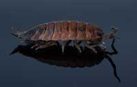 Porcellio scraber lava 12szt