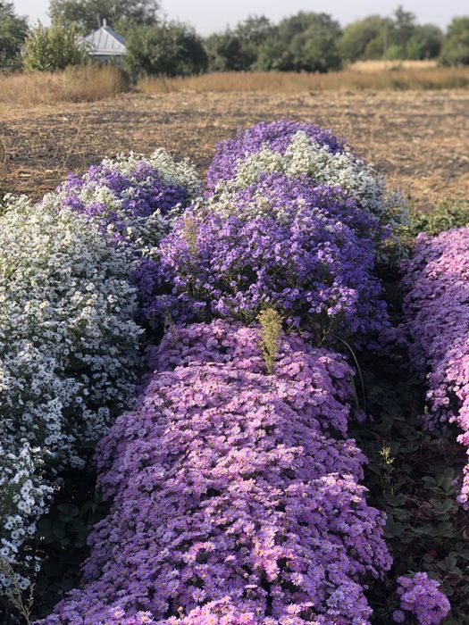 Морозець,айстра багаторічна