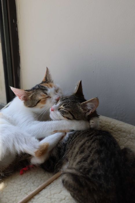Adopcja dwa razy więcej mruczenia