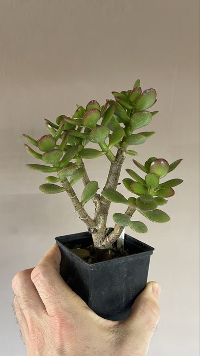 Бонсай. Крассула минор и др. Сорта