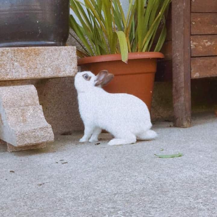 Coelho mini holandês