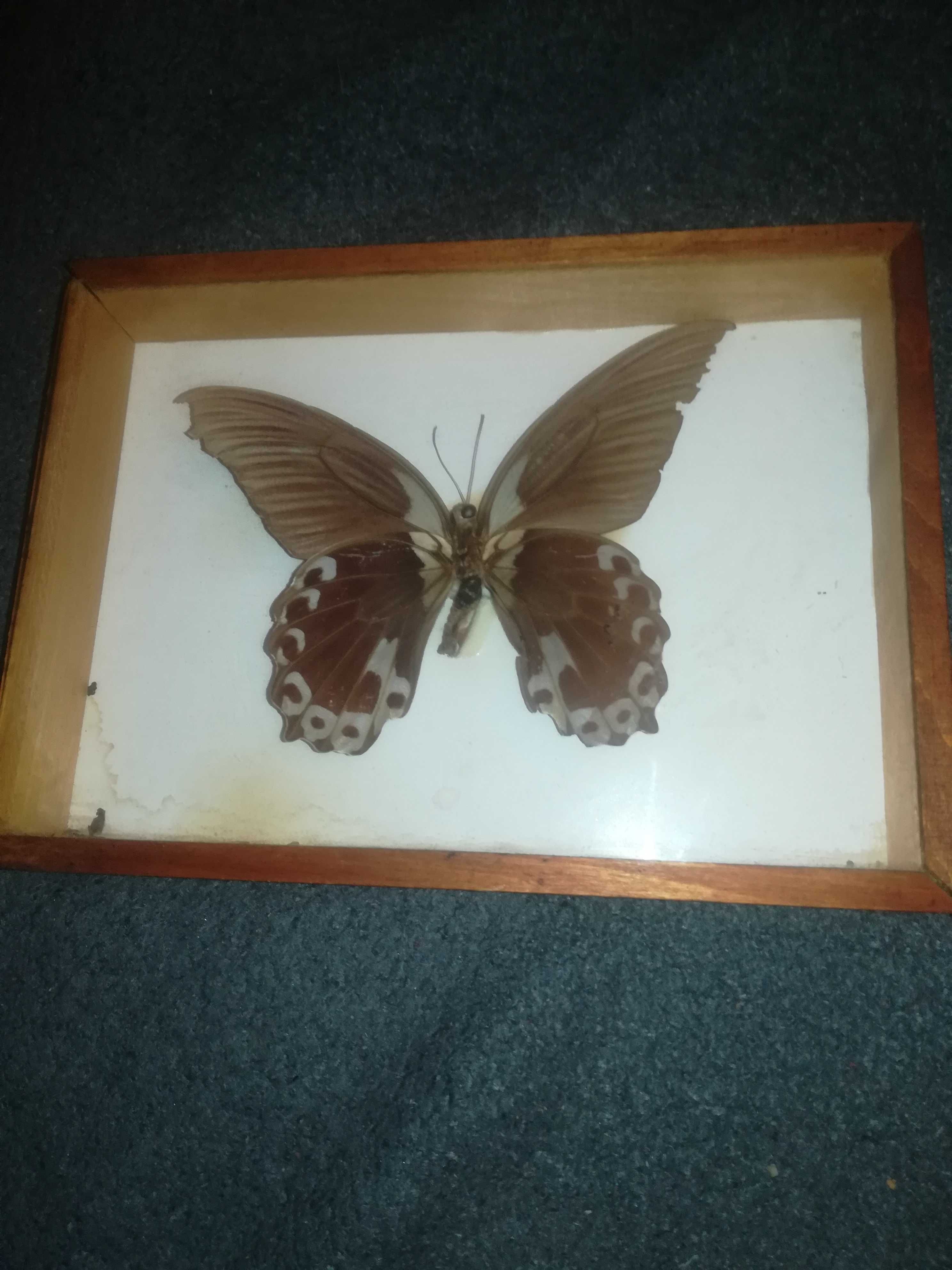 Motyl Papilio RUMANZOVIA Filipiny