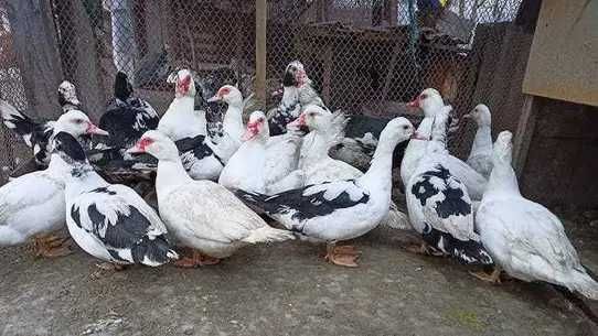 Мускусна качка (індокачка)