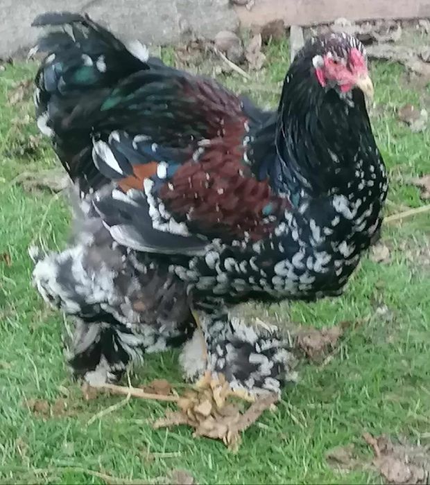 Brahma olbrzymia