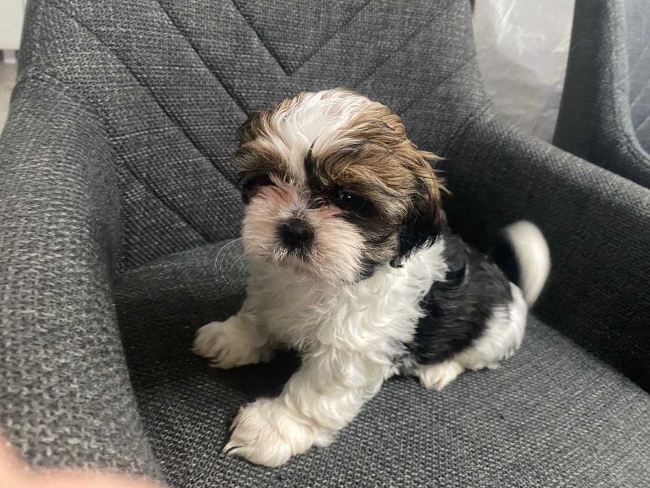 Szczeniak shih-tzu suczka Lisa