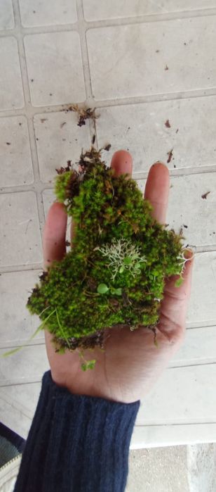 Musgo Natural para Presépio [Disponível]