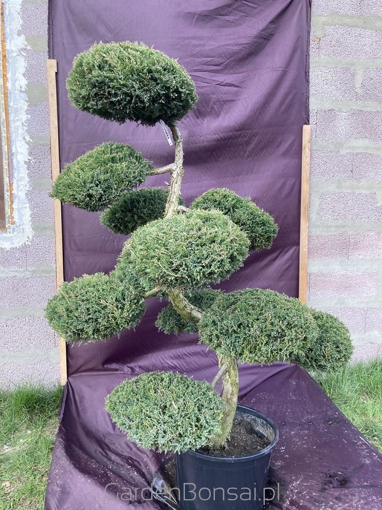 Drzewko BONSAI z jałowca - DOSTAWA - 150 cm - OKAZJA