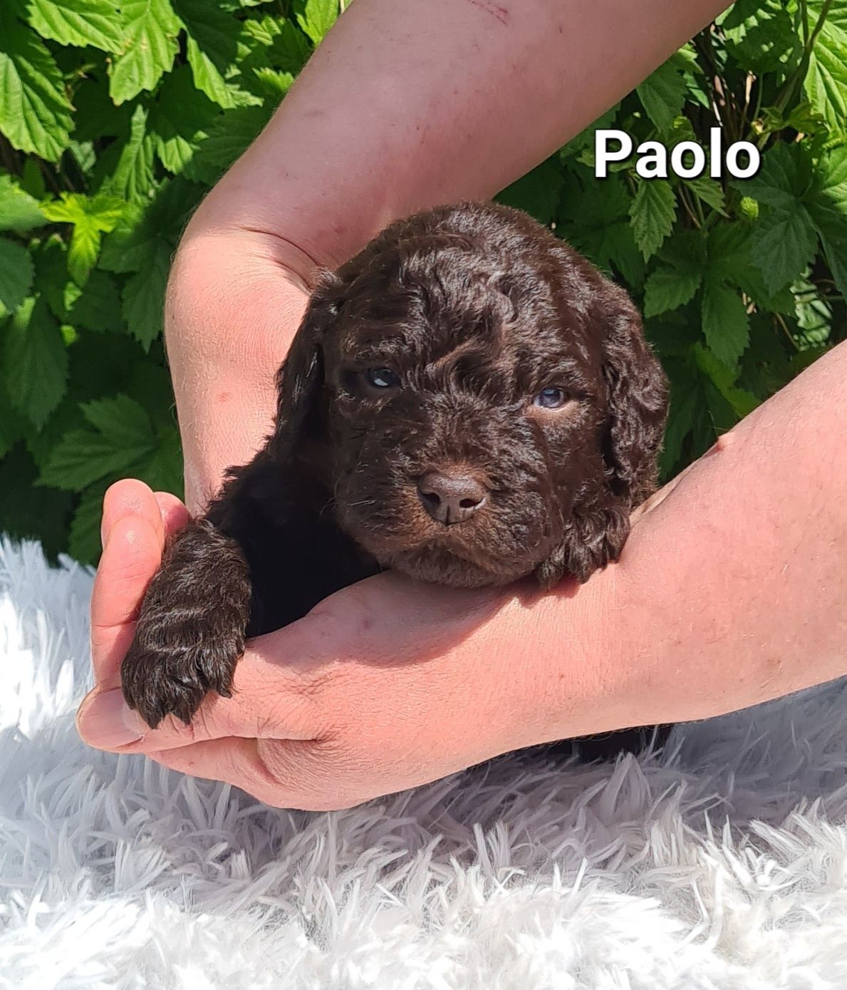 Piesek rasy Lagotto romagnolo