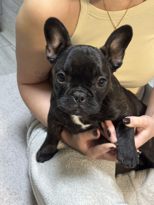 Продам щенка французького бульдога