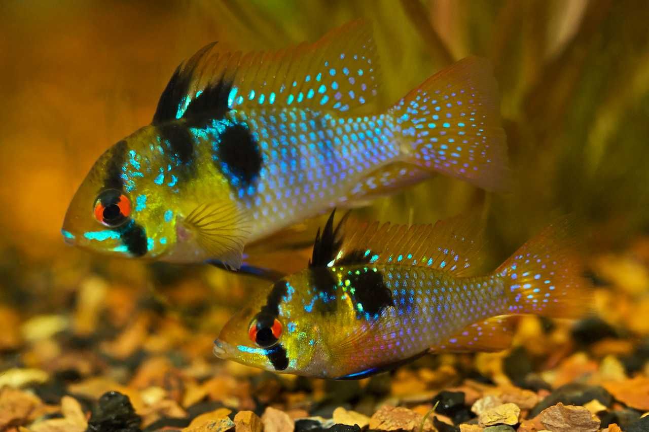 Pielęgniczka Ramireza - Pielęgniczka motylowa - Mikrogeophagus - dowóz