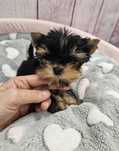 York yorki piesek zkwp fci