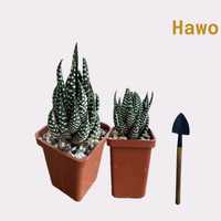 Вкорінені зрізи Haworthia Reinwartii