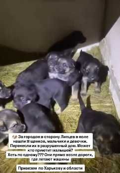 За городом в сторону Липцев в поле нашли 11 щенков