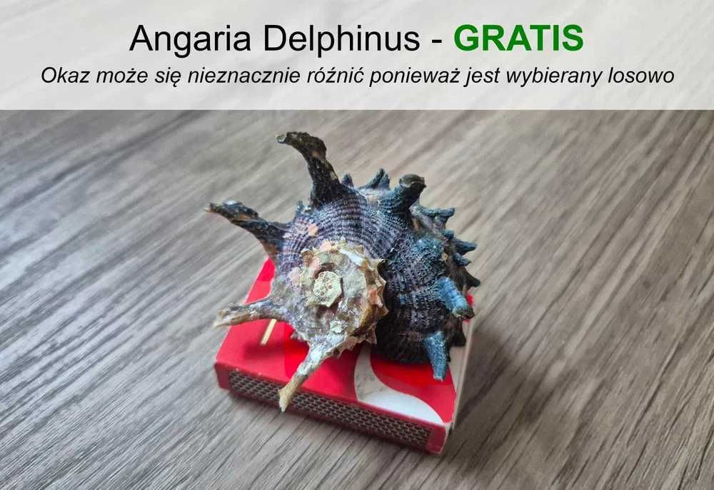 Duża i rzadka muszla kolekcjonerska Spondylus regius + GRATIS