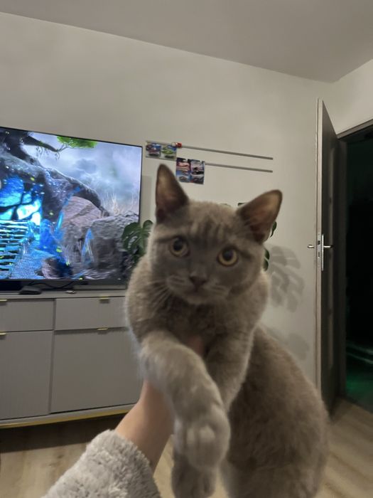 Kocurek brytyjski liliowy GOTOWY NA ODBIOR W KAZDEJ CHWILI