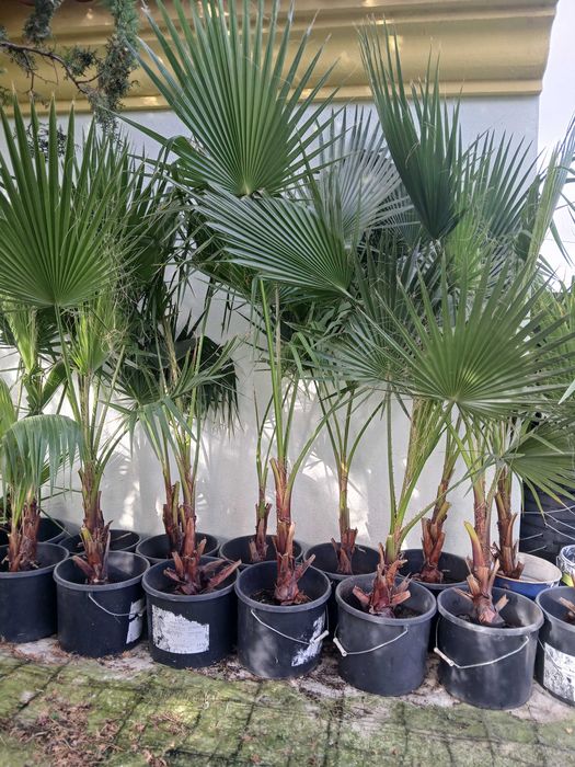 Palmeira Washington Robusta , cerca 2m