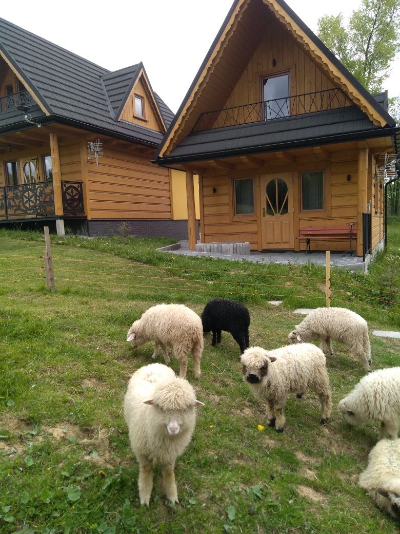 Domek w górach Termy Chochołowskie Zakopane Kościeliska