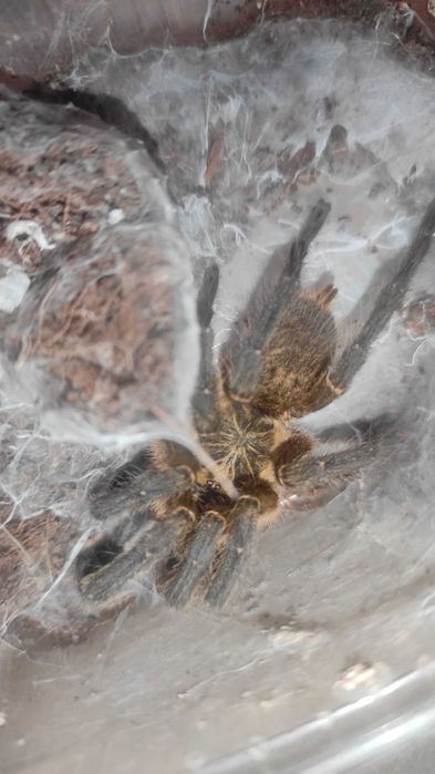Samiec Harpactira pulchripes - ptasznik