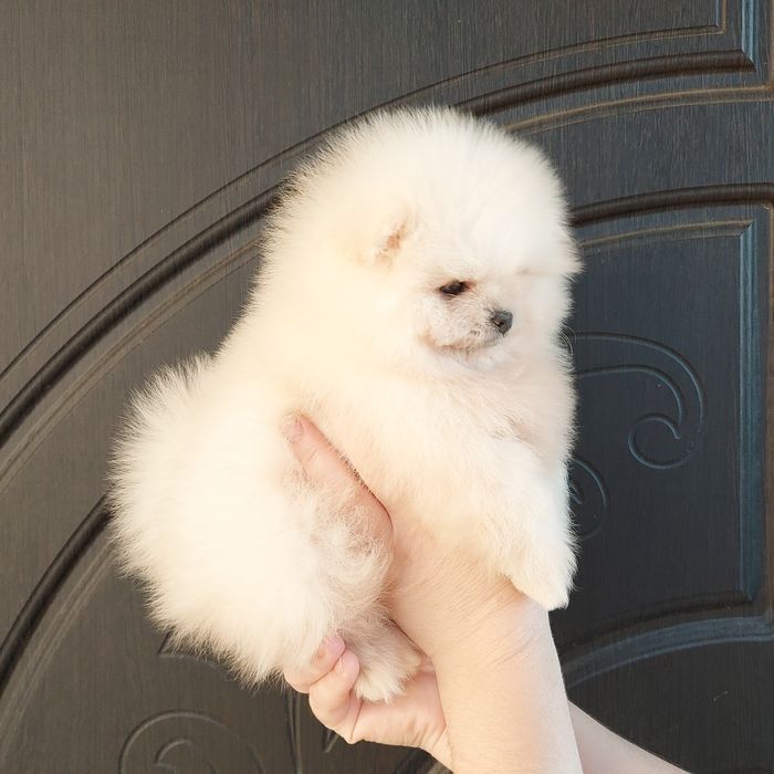 Boys Цуценята Померанського Шпіца Boys