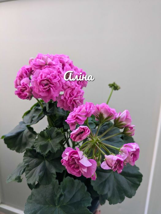 Вино Любові, сортова пеларгонія