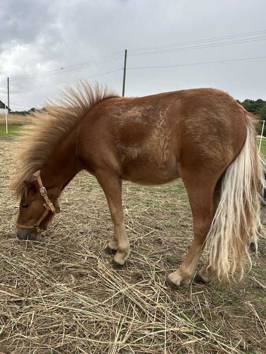 Kuc szetlandzki klacz