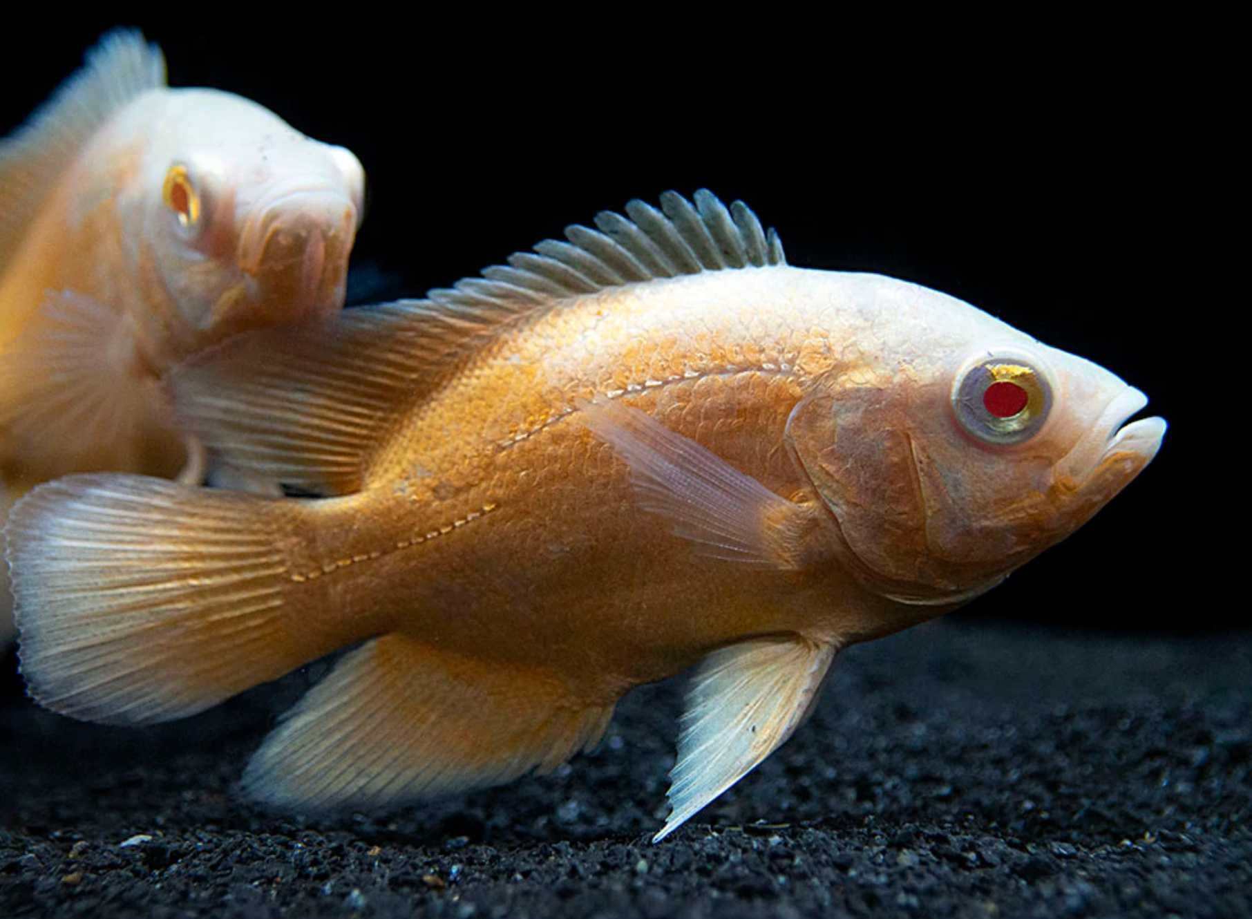 Pielęgnica pawiooka odmiana RED ALBINO - Astronotus - dowóz, wysyłka